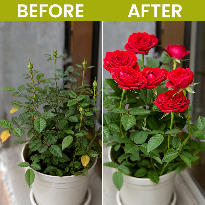 LIMETOW® Liquid Fertilizer for Flowering Plants