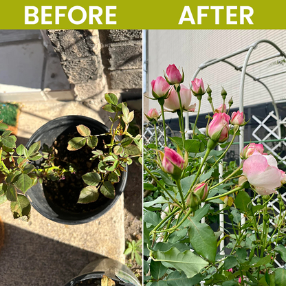 LIMETOW® Liquid Fertilizer for Flowering Plants