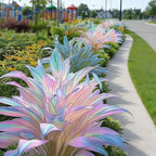 Rainbow Haze Plant Seeds