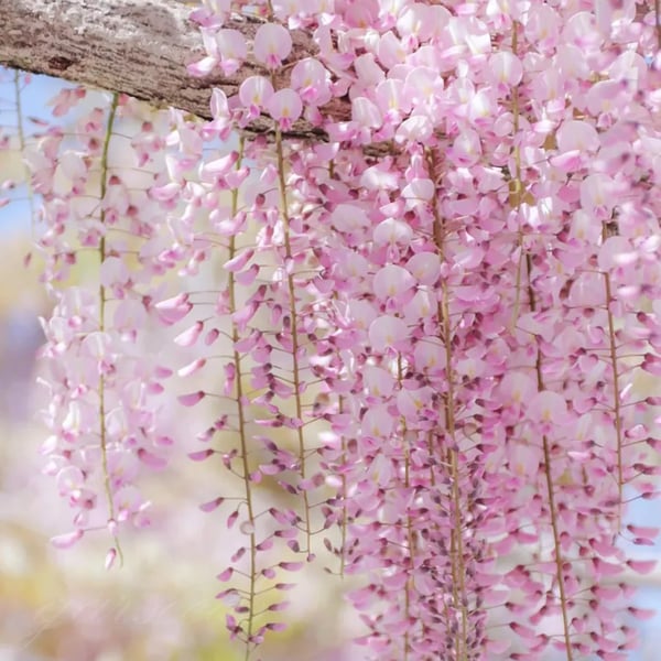 WISTERIA