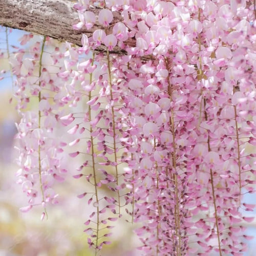 WISTERIA