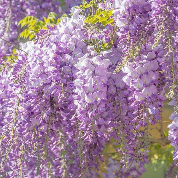 WISTERIA