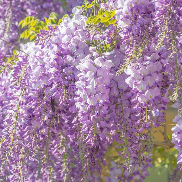 WISTERIA