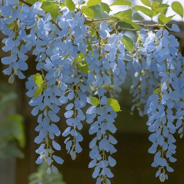 WISTERIA