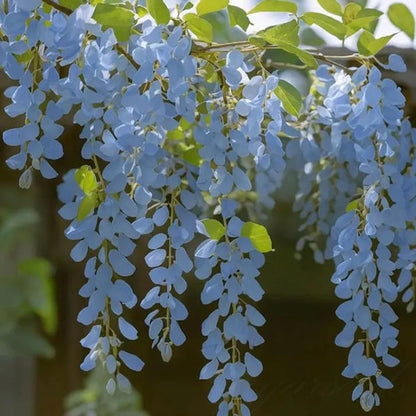 WISTERIA