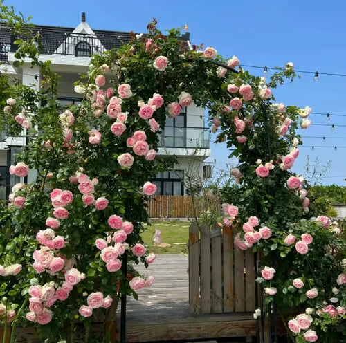 Climbing Rose Vine Seeds