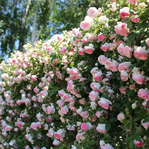 Climbing Rose Vine Seeds