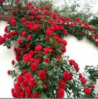 Climbing Rose Vine Seeds