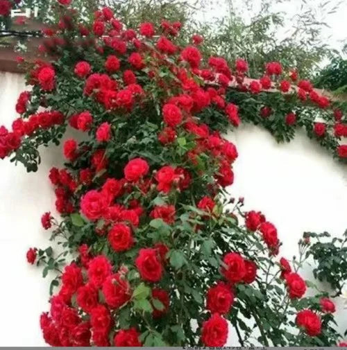 Climbing Rose Vine Seeds