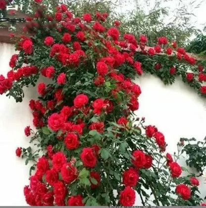 Climbing Rose Vine Seeds
